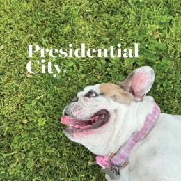 a dog laying down in grass